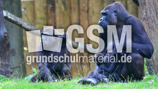 Gorillababy (12).jpg